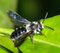 Andrena asperrima (cfr.)